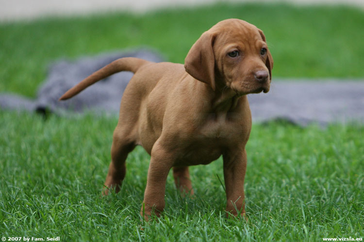 Magyar Vizsla