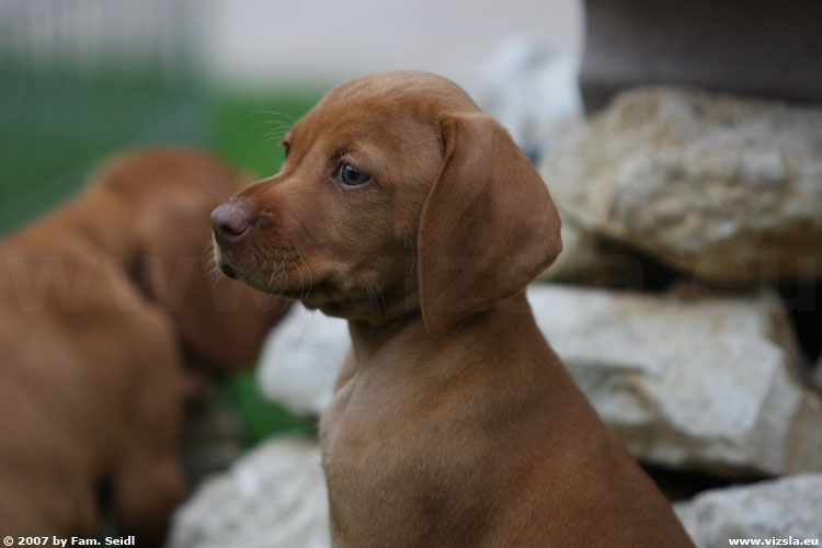 Der Magyar Vizsla - Jagdhund Welpen vom Züchter aus Österreich