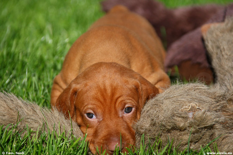 Magyar Vizsla