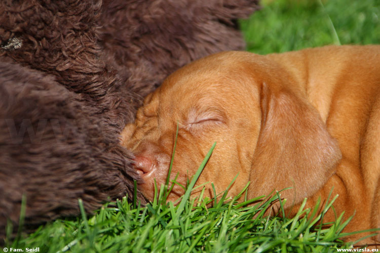 Magyar Vizsla