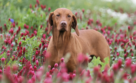 Magyar Vizsla