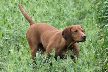 Jagdhund Magyar Vizsla