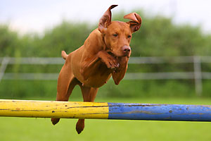 Magyar Vizsla Hund