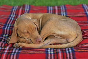 Vizsla Welpen